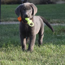 Dilute Retriever Puppies from Royalty Retrievers