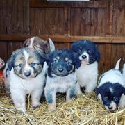 Karakachans from Roan View Farm