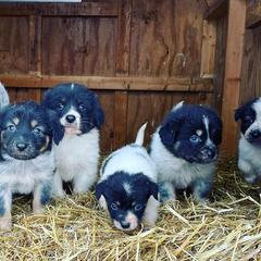 Karakachans from Roan View Farm