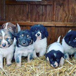 Karakachans from Roan View Farm