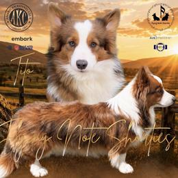 Tito - Pembroke Welsh Corgi