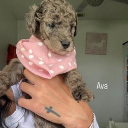 Ava - Chocolate female Assorted Doodle Crosses puppy in Port Saint Lucie, Florida from Sommerdoodle
