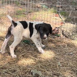 Male 4 - Liver roan male German Shorthaired Pointer puppy in Kathleen, Florida from Alex Yates GSP's