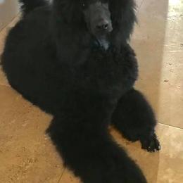 Poodles from Hiro's Poodles