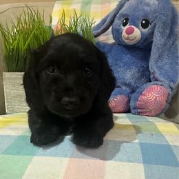 MJ - Black male Dachshund puppy in Denham Springs, Louisiana from Pruitt Pups