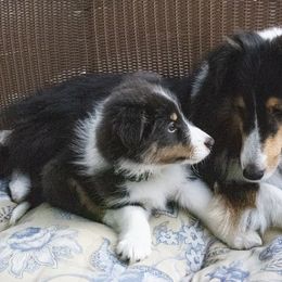 Shetland Sheepdog Puppies from Paradise Farms