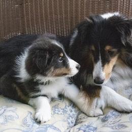 Shetland Sheepdog Puppies from Paradise Farms