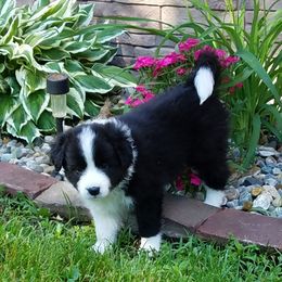 Border Collie Puppies from BMW Border Collies
