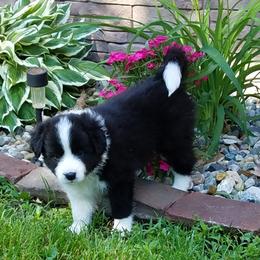 Border Collie Puppies from BMW Border Collies