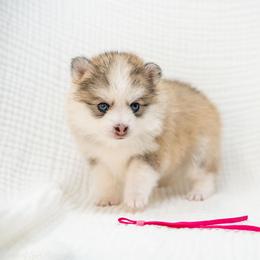 Red - Wolf sable female Pomsky puppy in Spring City, Pennsylvania from Pomsky Power Puppies