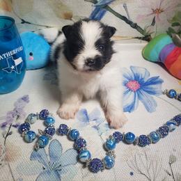 Zephyr - Black parti male Pomeranian puppy in Weatherford, Texas from Jeweled Poms