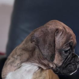 Boxer Puppies from TwinBrook Boxers