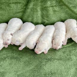Boy 4 - White male Berger Blanc Suisse puppy in Blacksburg, South Carolina from Whitewolf Kennels
