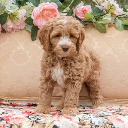 Michelangelo - Caramel Australian Labradoodle puppy in Statesville, North Carolina from Rose Cottage Labradoodles