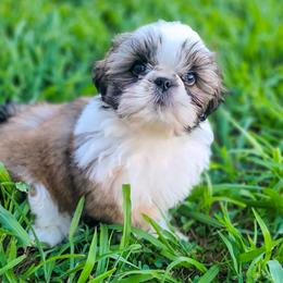 Shih Tzu Puppies from Little Miracles Shih Tzu