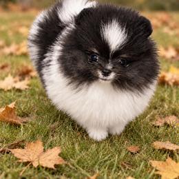 Show prospect - Tri-colored male Pomeranian puppy in Bourbonnais, Illinois from T & D Poms
