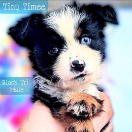 Tiny Timee - Black tri male Miniature Australian Shepherd puppy in Punta Gorda, Florida from Christie's Creekside Aussies