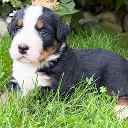 White collar Riley - Black rust and white male Bernese Mountain Dog puppy in Sugarcreek, Ohio from Angel Valley Berners
