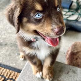 Australian Shepherd Puppies from SoCo Aussies