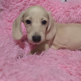 Smooth ee cream girl - Cream female Dachshund puppy in Lyle, Washington from Wines Wienery