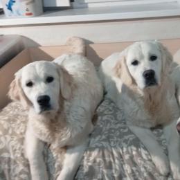 Krayla - Golden Retriever