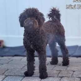Asher - Poodle