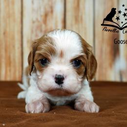 Cavalier King Charles Spaniel Puppies from Novella Cavaliers
