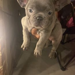 French Bulldog Puppies from Luxury French Bulldogs