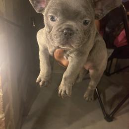 French Bulldog Puppies from Luxury French Bulldogs