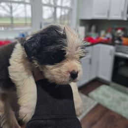 Boy 3 - Mahogany and white male Saint Bernard puppy in Camby, Indiana from Heather's Noble Saints
