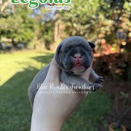 Legolas - Blue fawn male French Bulldog puppy in Loxahatchee, Florida from Blue Wonder Frenchies
