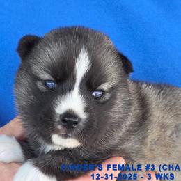 CINDER'S FEMALE 3 - Gray and white female Siberian Husky puppy in Manilla, Iowa from Bruck's Siberian Huskies
