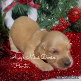AKC Hunter (Green) - Cream male Dachshund puppy in Jena, Louisiana from Amy’s Mini Doxies