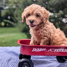 Michael Jordan - male Bernedoodle puppy in Sparta, Missouri from Sis' Doodles & Poodles