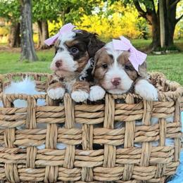 Poppy and Tulip - Phantom female Bernedoodle puppy in Russell Springs, Kentucky from 270 Doodles