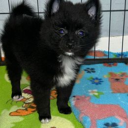 Lucky - Black parti male Pomeranian puppy in Ocala, Florida from Roxy's Pomeranian Puppies