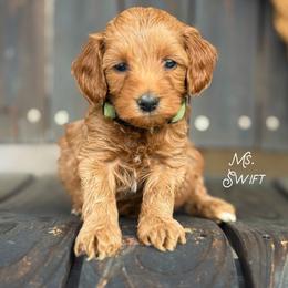 Ms. Swift - Red  female Goldendoodle puppy in Sacramento, California from Dandy Doodles Goldendoodles