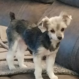 Hydi - Yorkshire Terrier