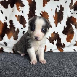 Ryder - Blue male Border Collie puppy in Gary, Indiana from Lake Ridge Border Collies