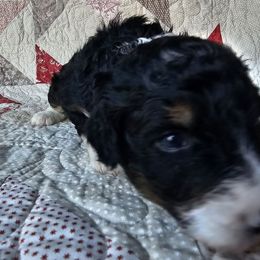 Bernedoodle Puppies from Joyful Pastures Homestead