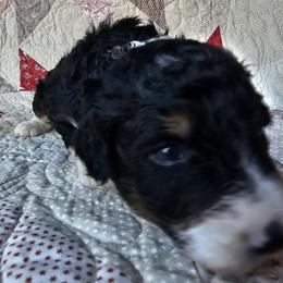 Bernedoodle Puppies from Joyful Pastures Homestead