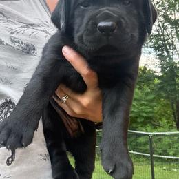Aqua - Black female Labrador Retriever puppy in Weare, New Hampshire from Emily's Labrador Retrievers