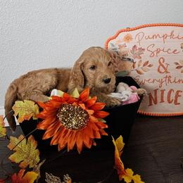 Hazel - Apricot female Goldendoodle puppy in Meridian, Idaho from Lucy's Golden Doodles