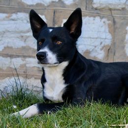 Border Collie All Grown Up from M&D Border Collies