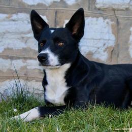 Border Collie All Grown Up from M&D Border Collies