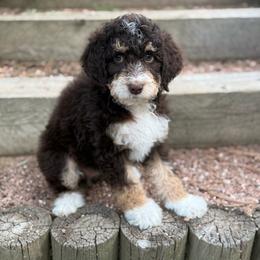 Dune - Tri-color male Bernedoodle puppy in Monument, Colorado from Colorado Dreamin Doodles