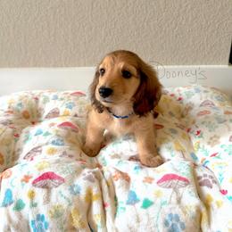 Melvin - Cream male Dachshund puppy in Molino, Florida from Dooney's Dachshunds