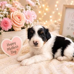 Atlas - Tri-color male Bernedoodle puppy in Myrtle Beach, South Carolina from Colorful-K9'S