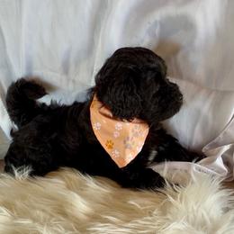 Rosie ESA lines lush Wavy coat Ready 9.11 - Black female Schnoodle puppy in Temple, Texas from Schnauzers Of Taylor