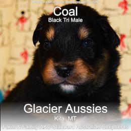 Coal - Black tri-color male Australian Shepherd puppy in Kila, Montana from Glacier Aussies